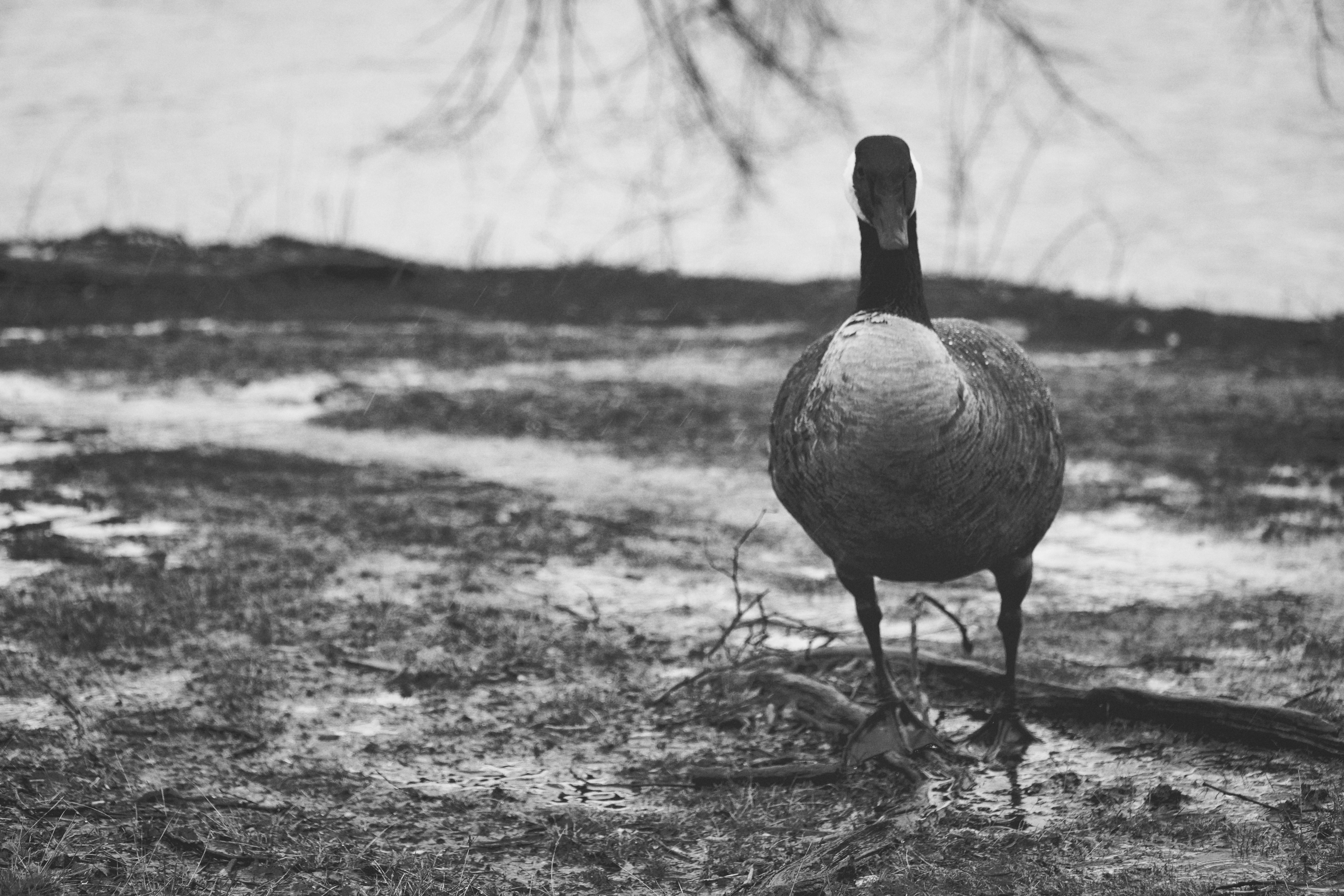 Boston photography