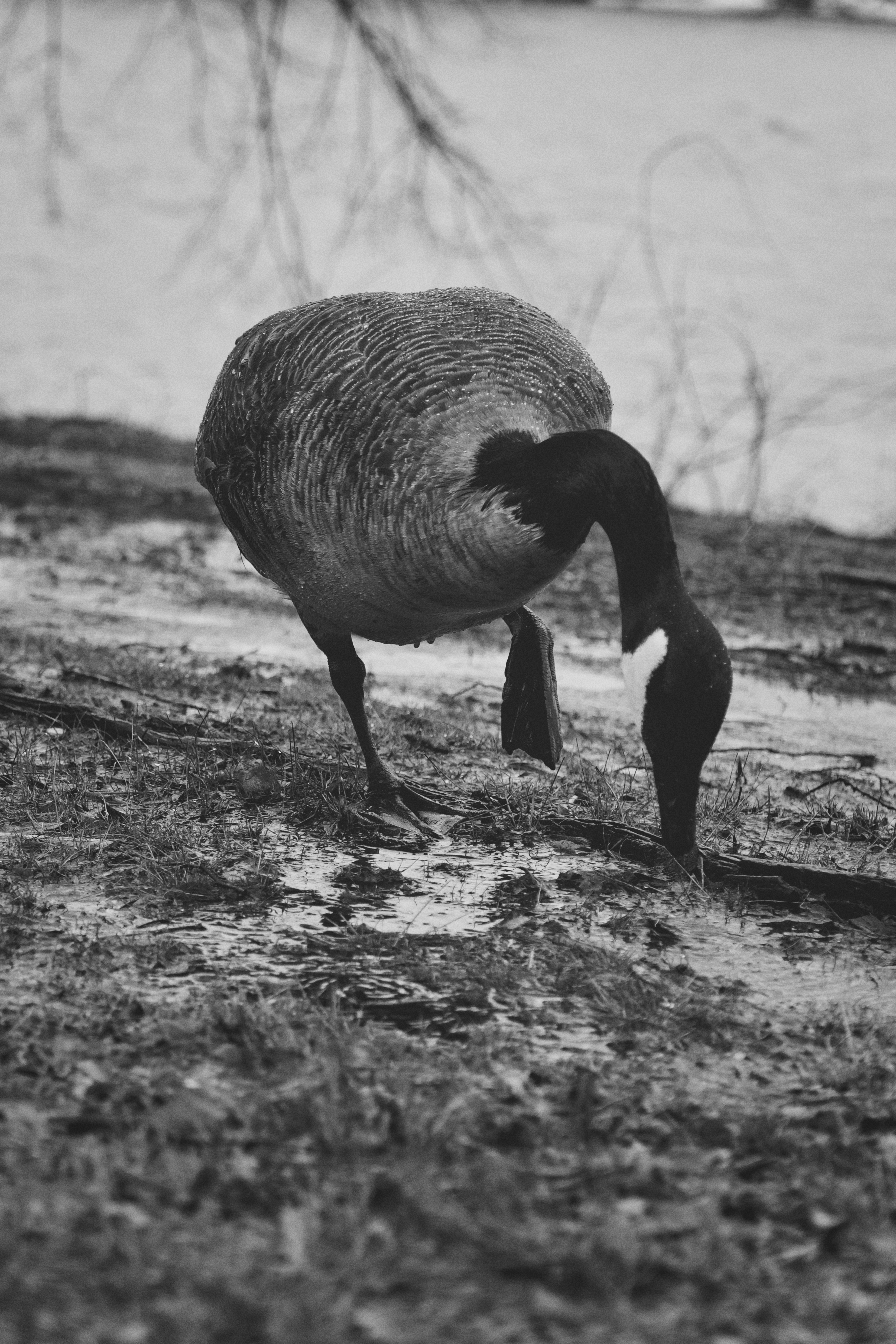 Boston photography