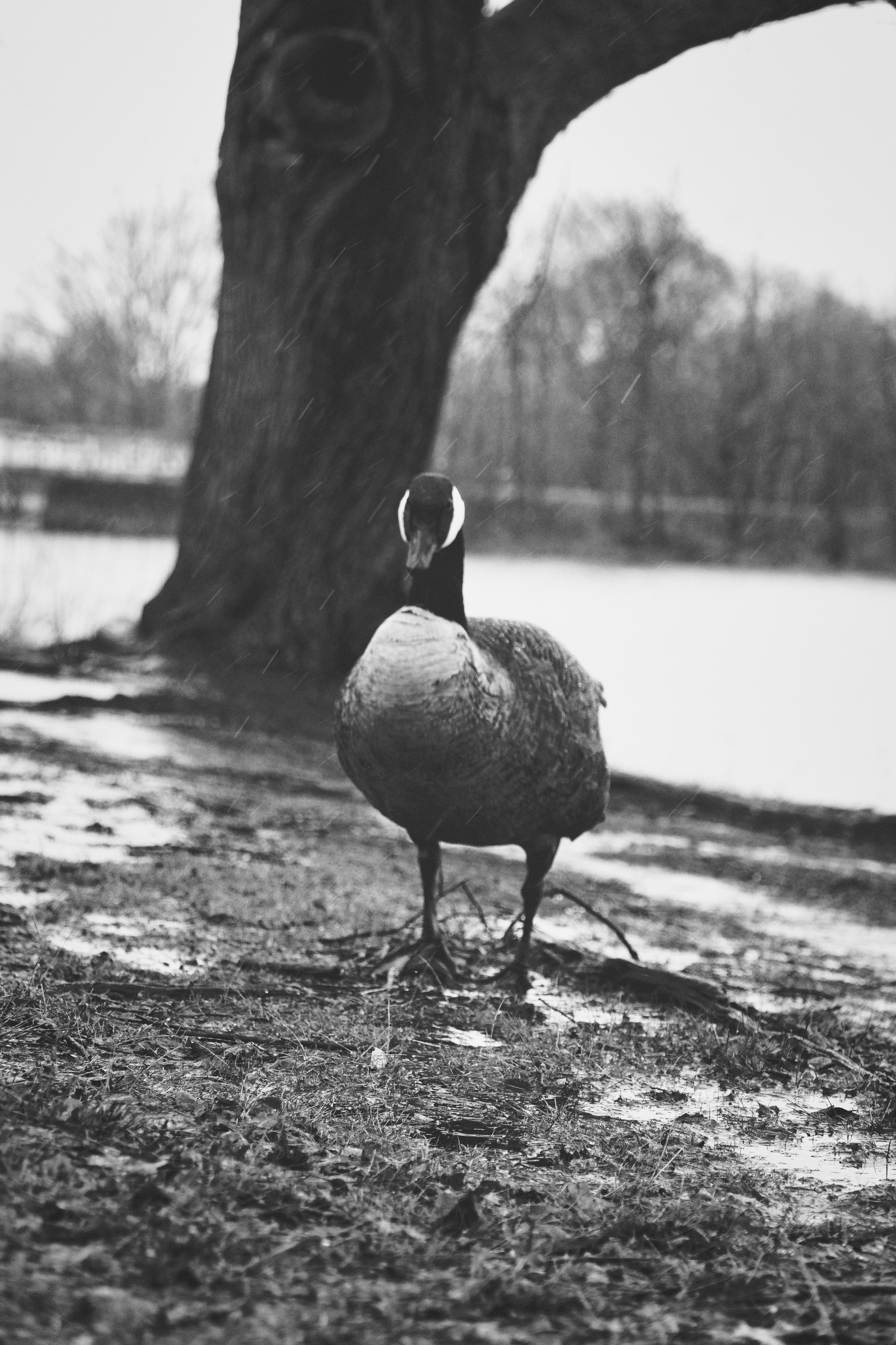 Boston photography