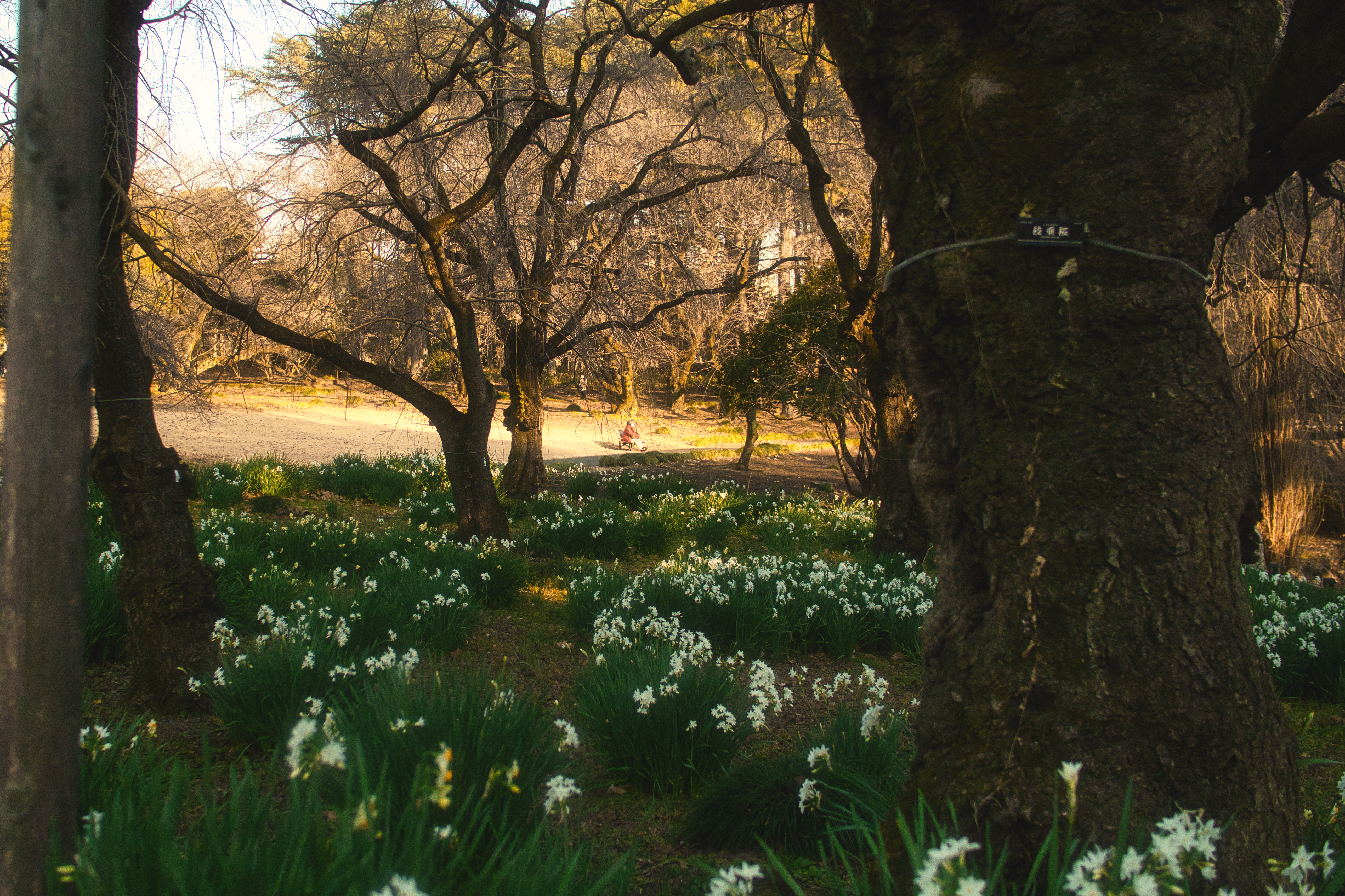Japan photography