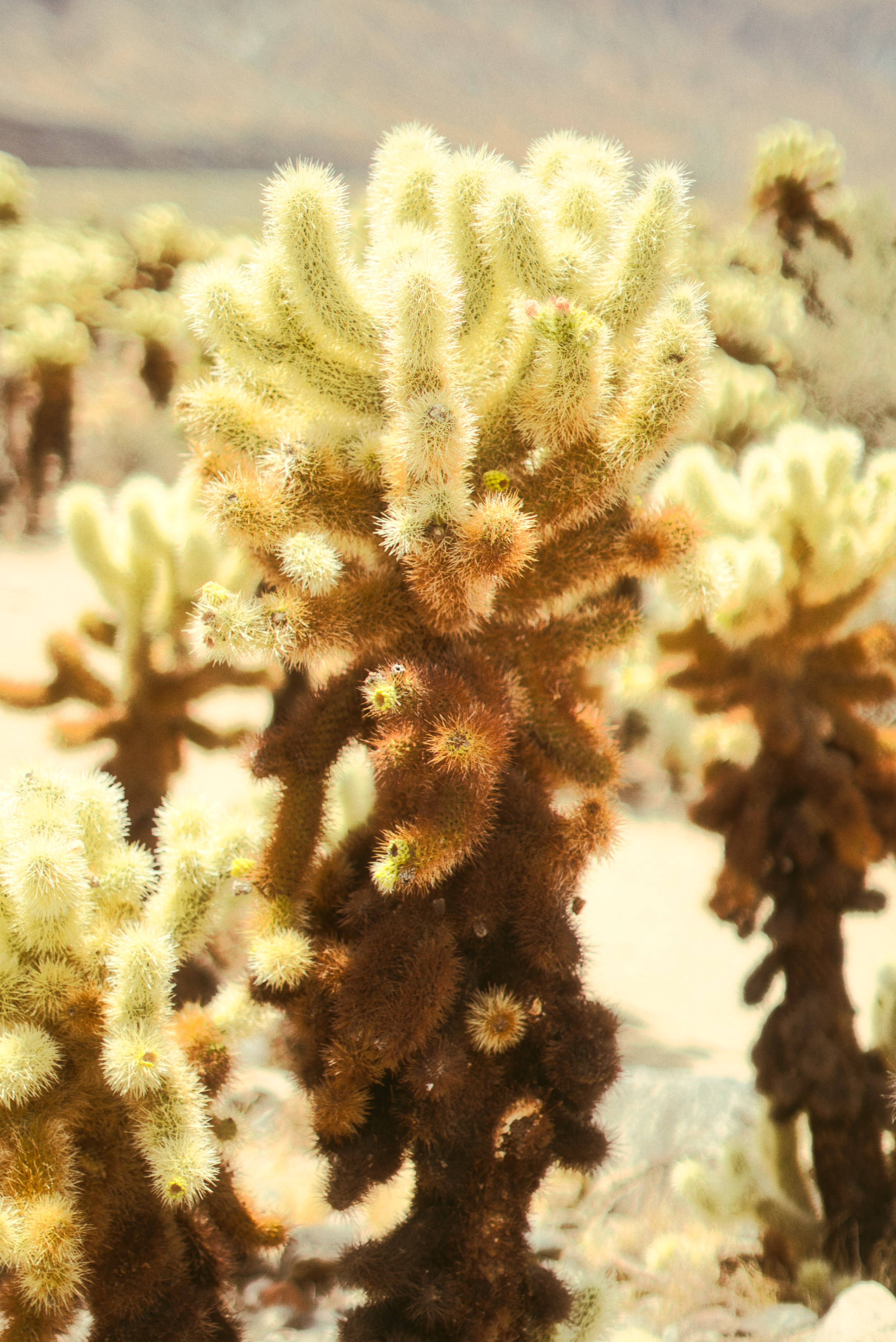 Joshua Tree photography