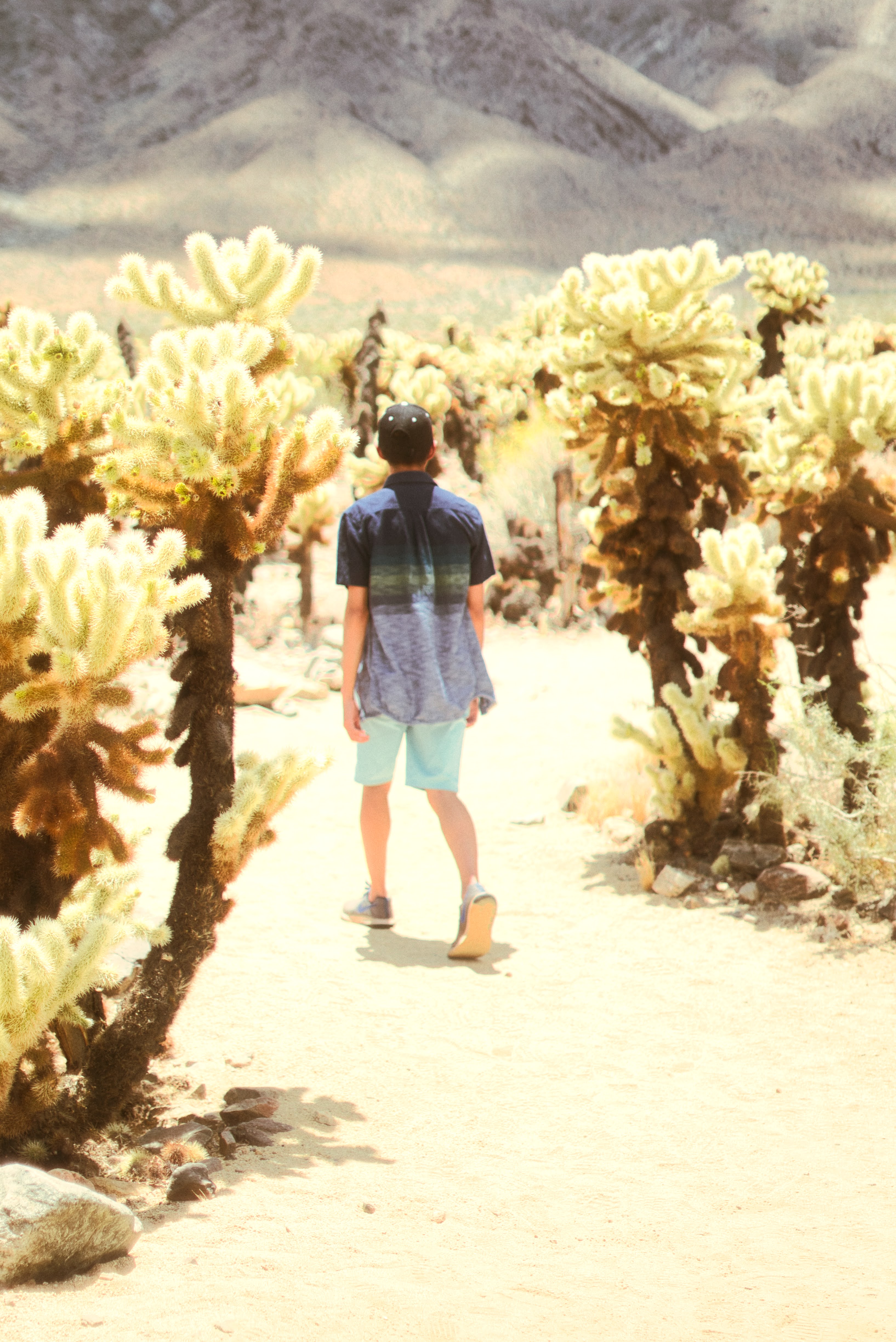 Joshua Tree photography