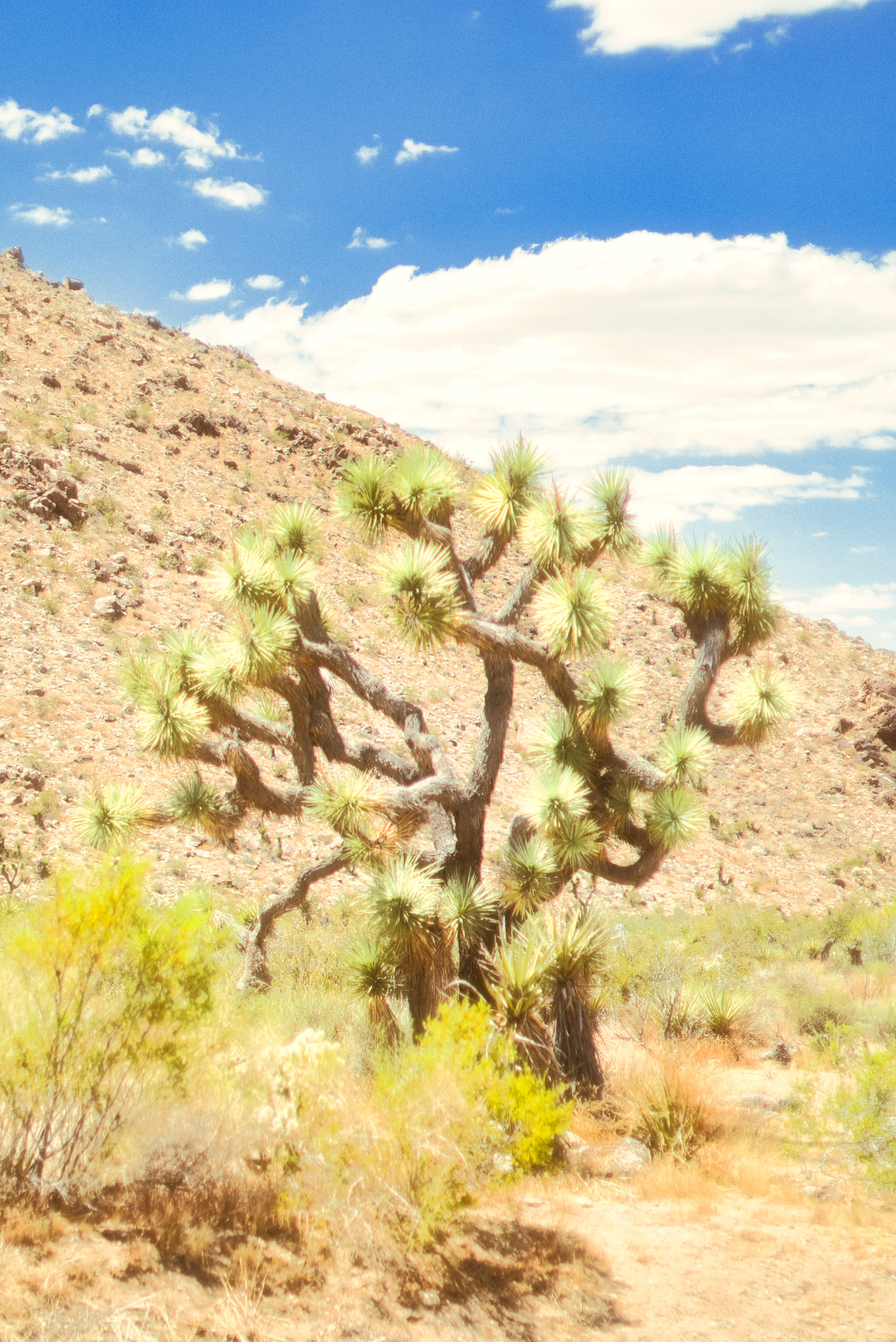 Joshua Tree photography