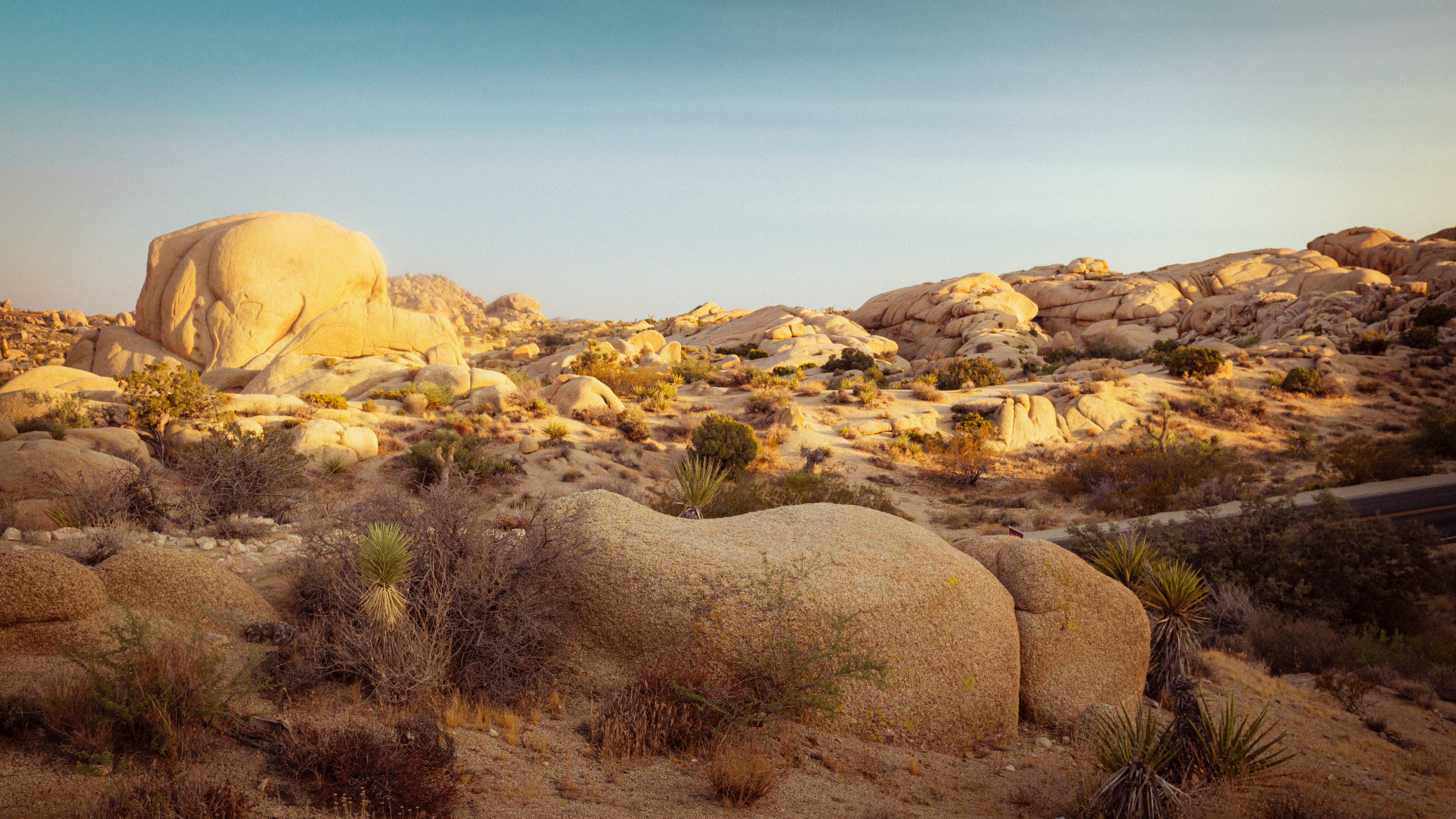 Joshua Tree II photography