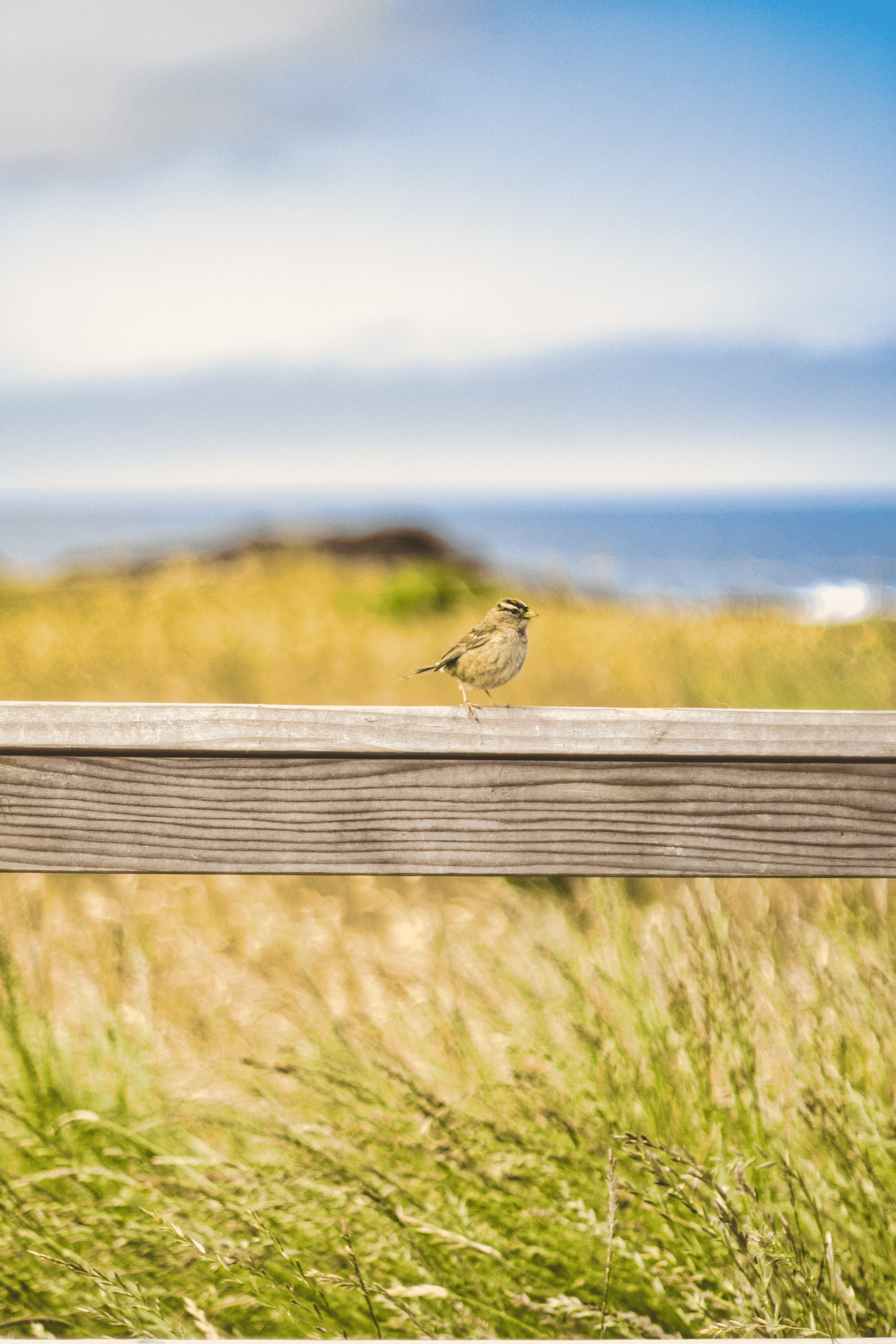 Monterey photography