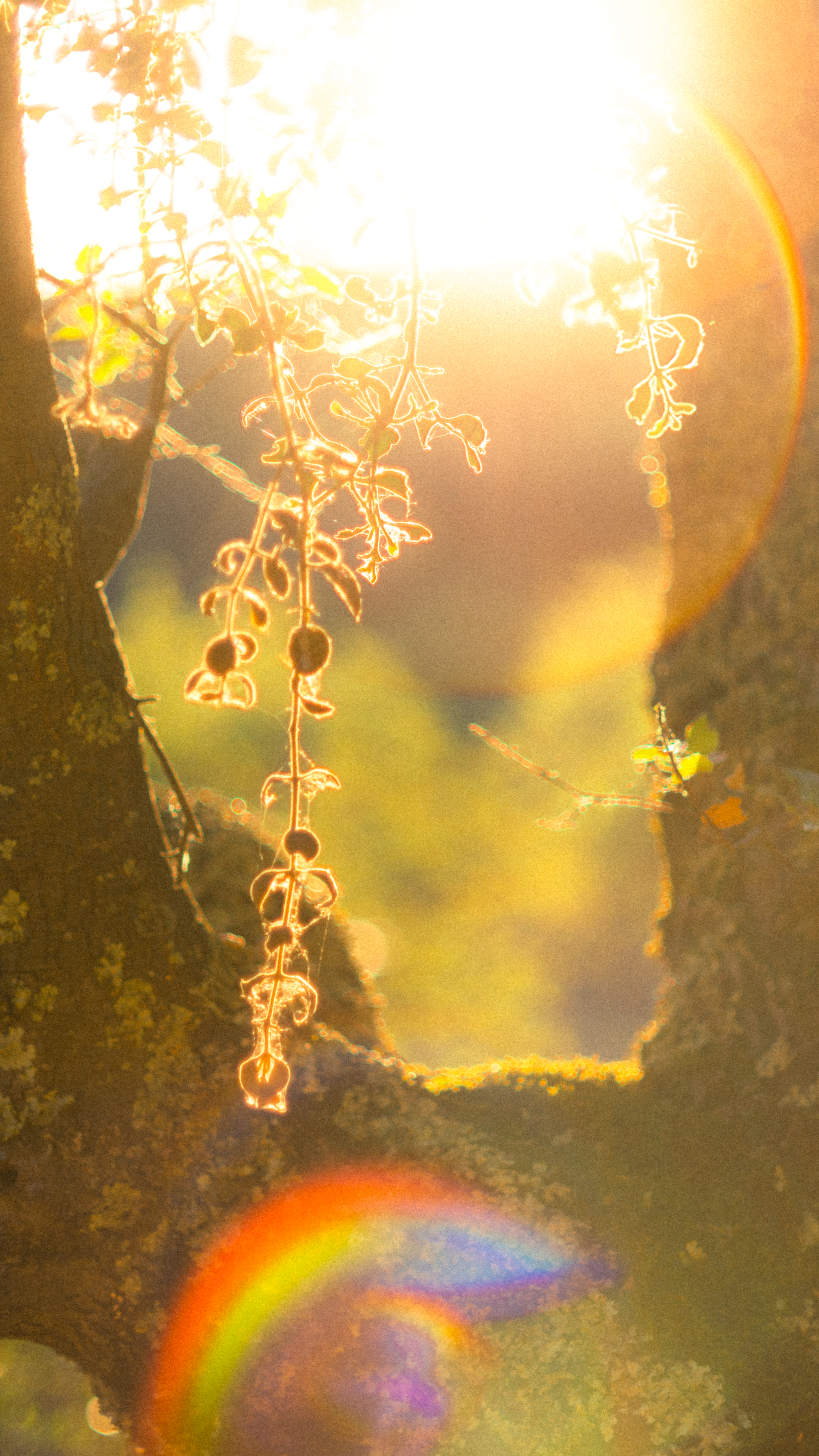 Salmon Falls photography