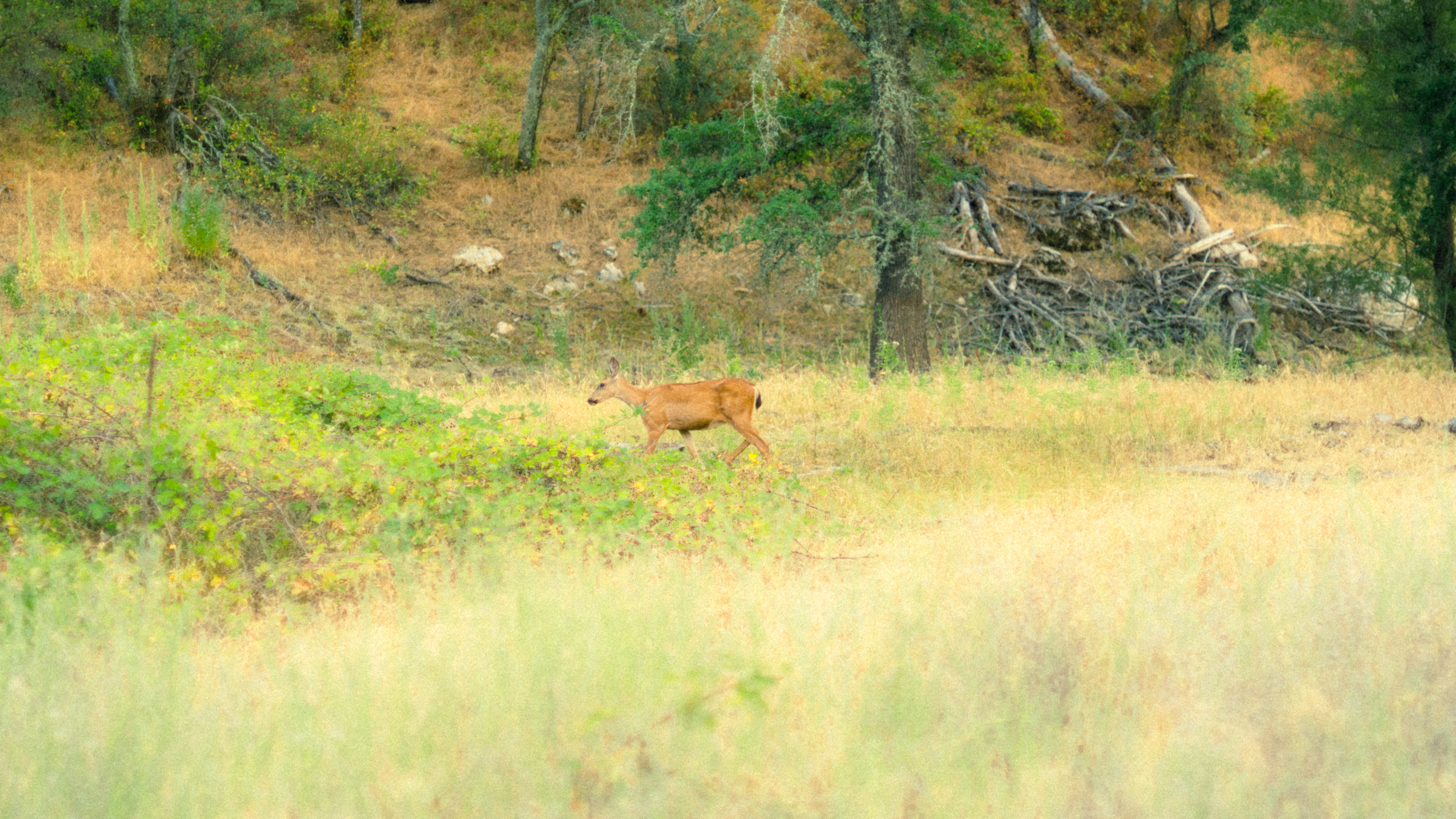 Salmon Falls photography