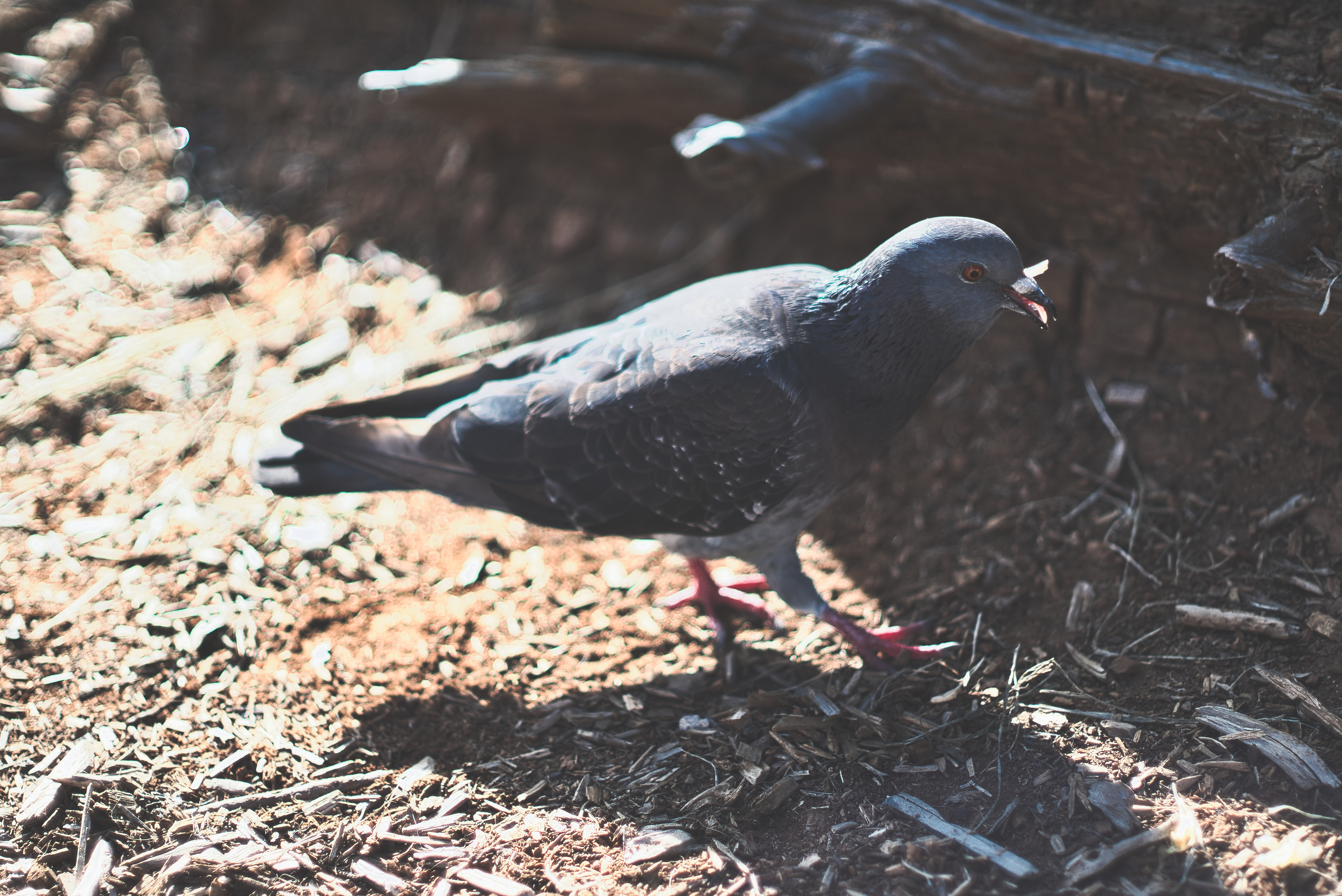 Santa Cruz photography